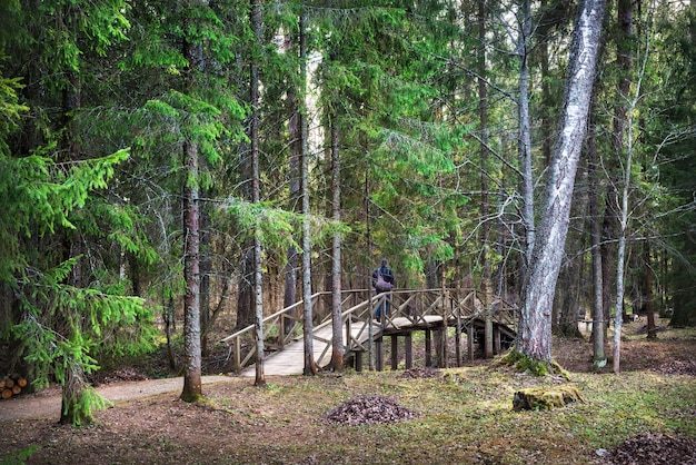 Ponte nella foresta della tenuta di AN Ostrovsky Shchelykovo Kineshma