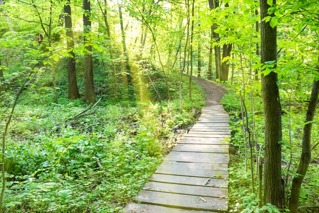 Ponte nella soleggiata foresta verde con alberi