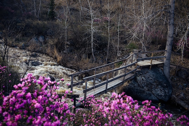 Ponte pedonale in legno sul ruscello di montagna tempestoso. Mattina di primavera in montagna. Pietre grigie, cespugli di rododendro fioriti con fiori rosa in primo piano. Acqua di fusione nel fiume.