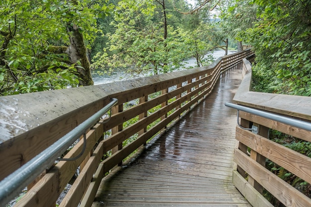 Ponte pedonale in mezzo agli alberi della foresta