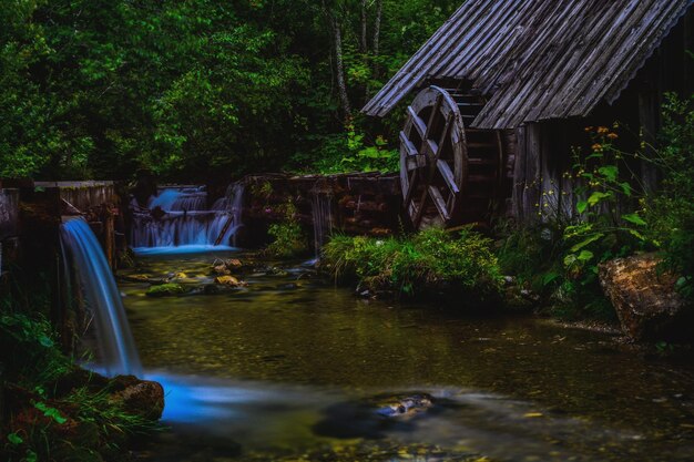 Ponte sul fiume nella foresta