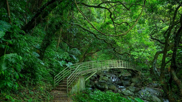 Ponte verdeggiante dell'arco della valle del sentiero nel bosco del sentiero nel bosco