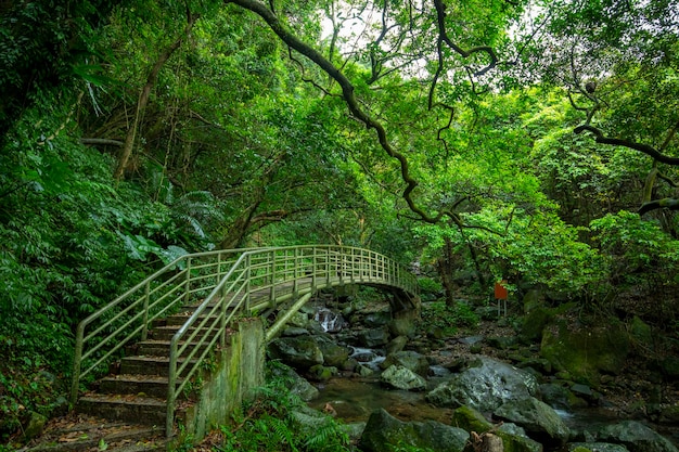 Ponte verdeggiante dell'arco della valle del sentiero nel bosco del sentiero nel bosco