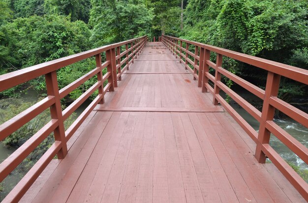 Ponticello alla giungla, parco nazionale di Khao Yai, Tailandia