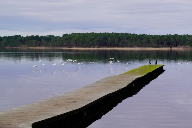 Pontone di legno in lago con gli uccelli