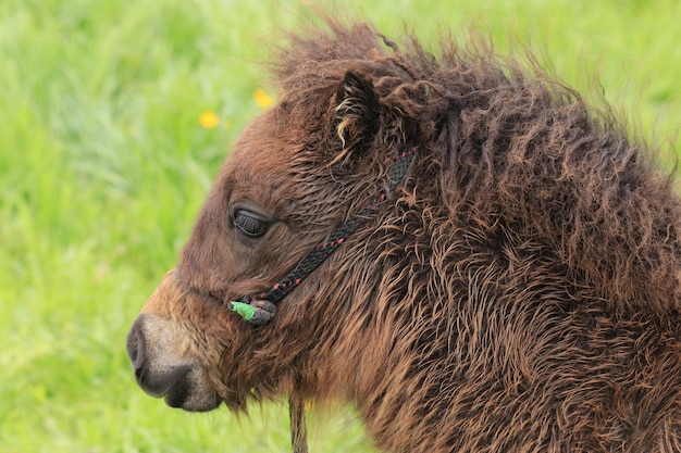 Pony al pascolo nel campo