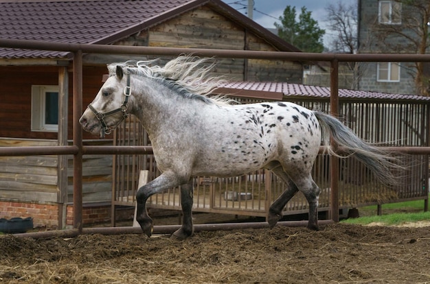 Pony Appaloosa che corre a levada