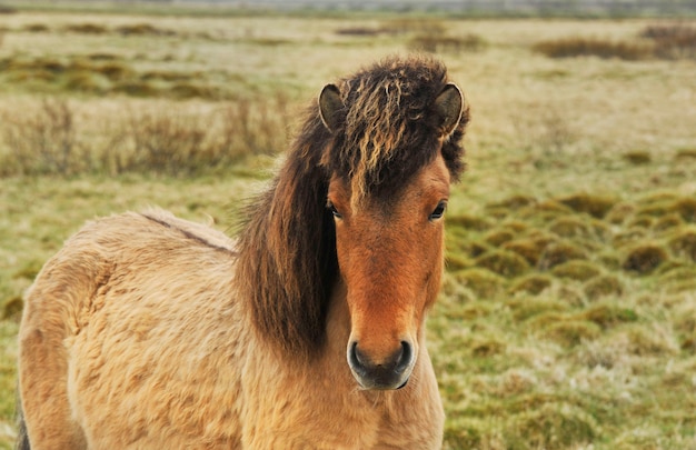 Pony cavalli islandesi