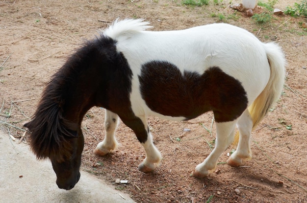 Pony cavallo nano o cavallo in miniatura nella stalla stabile della fattoria degli animali