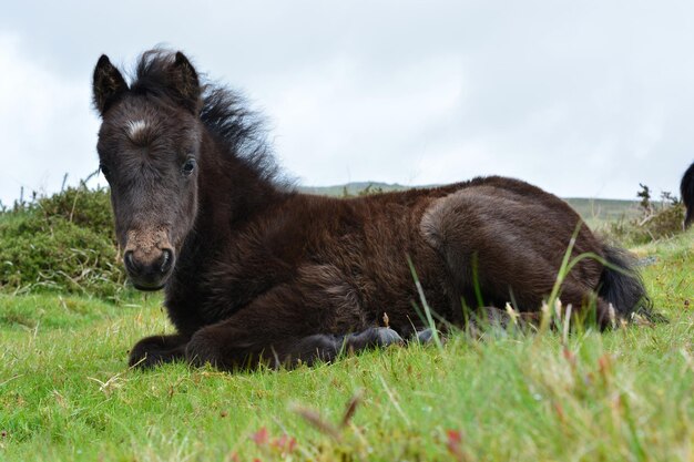 Pony di Dartmoor folle su whitchurch comune nel parco nazionale di Dartmouth vicino a Tavistock, Devon, Inghilterra