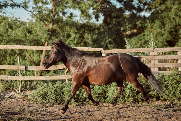 Pony marrone legato che corre nel paddock. Animali nel ranch.