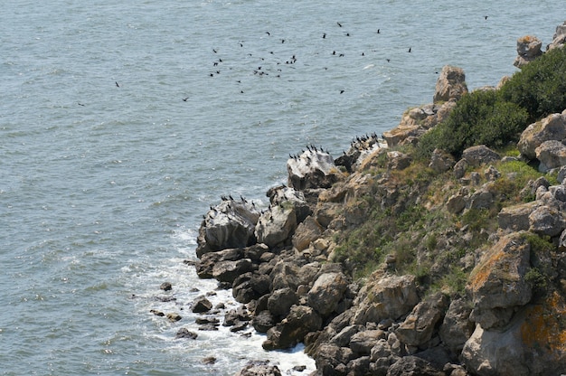 Popolazione di cormorani sul capo Kazantip (Krimea, Ucraina)