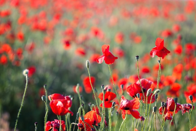 Poppies