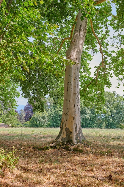 Populus albero che cresce in una foresta o in un campo vuoto in estate Vista panoramica del verde delle piante e della vegetazione in un parco naturale in campagna Vista panoramica di un ambiente naturale rilassante