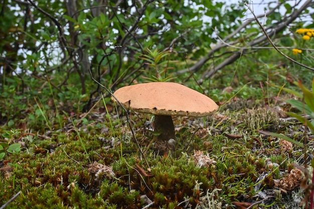 Porcini a cappuccio d'arancia