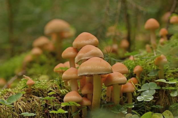 porcini con cappuccio arancione