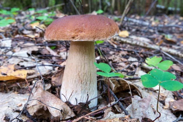 Porcini di funghi porcini e acetosella comune Lettiera di foresta nella foresta autunnale