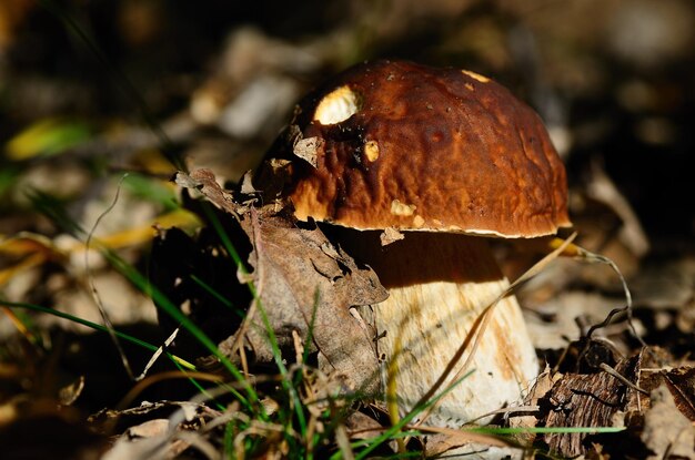 Porcini marroni nella foresta