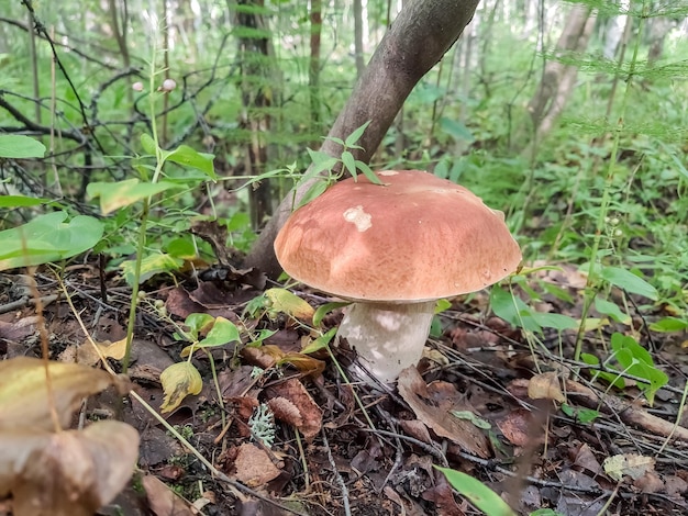 Porcini Porcini Fungo Bianco Re Boletus Pinophilus Fungo Micelio nel muschio in una foresta Grandi porcini in natura Stagione di raccolta dei funghi Piante di funghi