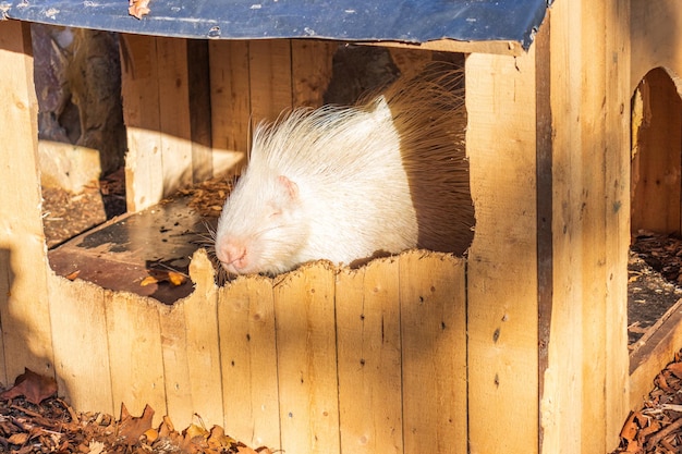 Porcospino che si gode il pranzo, dettaglio sulla sua testa