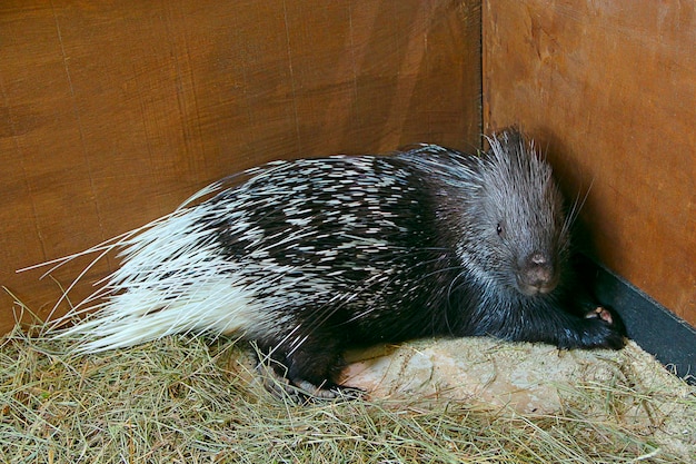 Porcospino coperto di spine affilate Porcospino roditore nello zoo Ritratto di porcospino carino