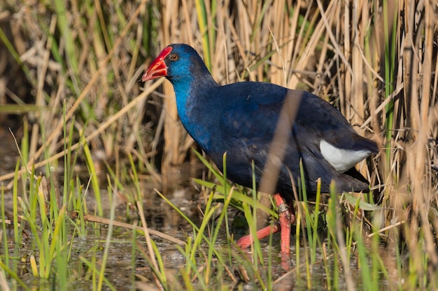 Porpora Gallinule Porphyrio porphyrio Granada Spagna