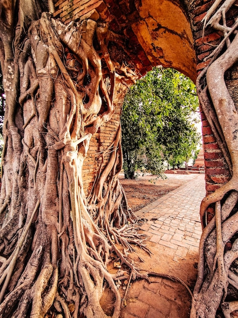 Porta del tempio antico a Phra ngam Le radici degli alberi e le porte di Ayutthaya