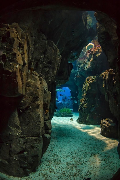 Portogallo Lisbona Oceanario di Lisbona Oceanario de Lisboa progettato dall'architetto americano Peter Chermeyeff