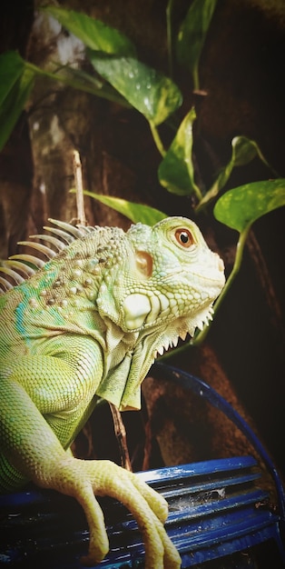 Portrait di iguana