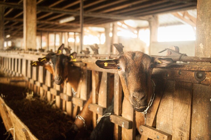 Photo portrait of cow in stable