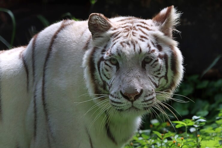 Photo portrait of white tiger