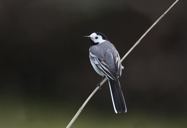 Portret belaa trasoguzka Motacilla alba