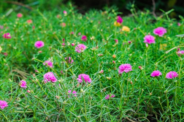 Portulaca comuneVerdolagaPigweed Pusleyflower fiore rosa campo verde