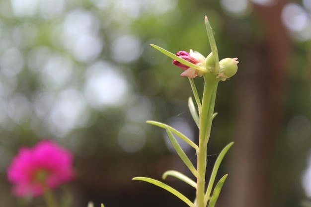 Portulaca Grandiflora Moss Rose primo piano Flower Garden stock photo Rosa in fiore Beautiful Nature