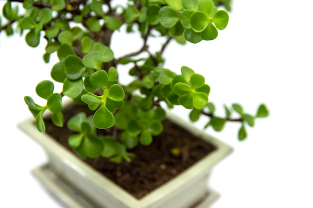 Portulacaria afra o Elephant Bush è una succulenta del Sud Africa Bonsai Portulacaria