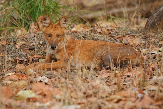 Posa del cane selvatico indiano nell'habitat naturale