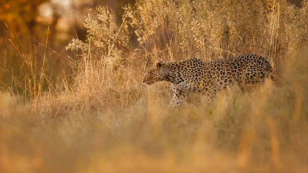 Posa della femmina del leopardo africano nella bella luce della sera