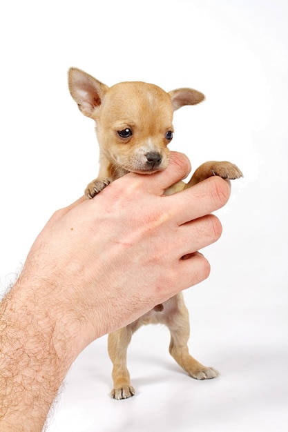 Pose divertenti del chihuahua del cucciolo