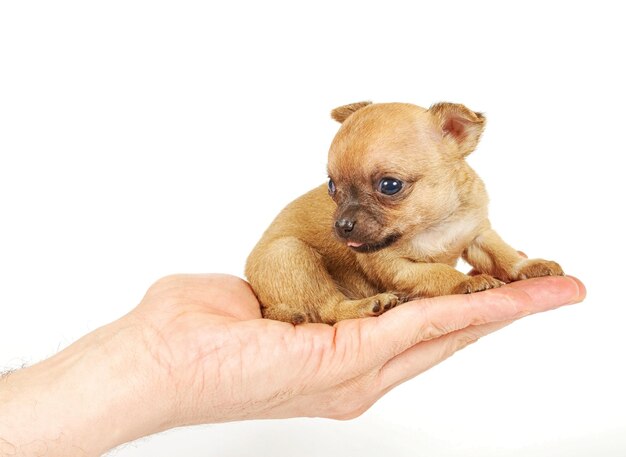 Pose divertenti del chihuahua del cucciolo