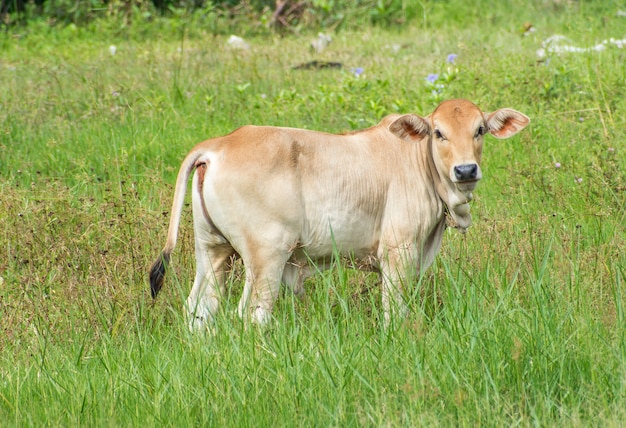 Posizione della giovane mucca all&#39;azienda agricola verde