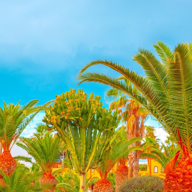 Posizione tropicale di moda Area di cactus di palma e cielo blu