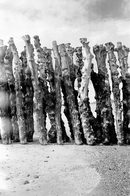 Postelli di legno sulla spiaggia