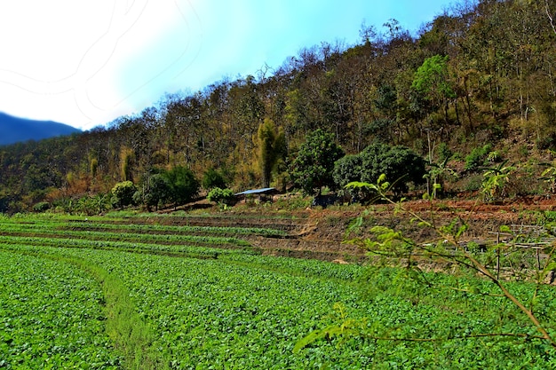 posto di lavoro locale del campo in Tailandia, montagna e fondo del cielo blu