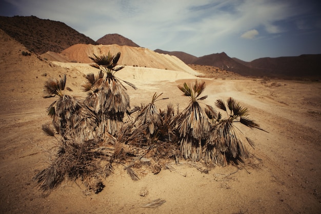 Posto nel deserto con palme situate nel sud-est della Spagna