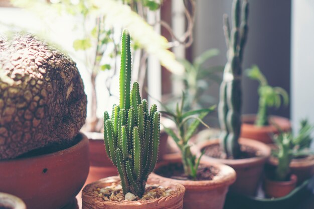 POT di fiore del cactus in caffè