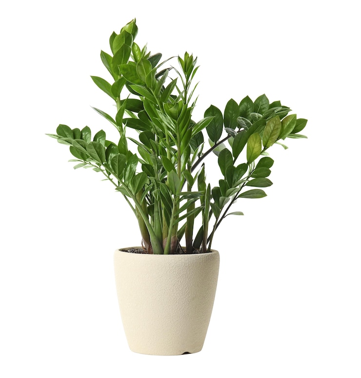 Photo pot with zamioculcas home plant on white background