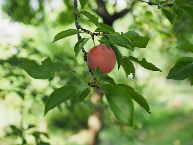 Potare il cibo alla frutta