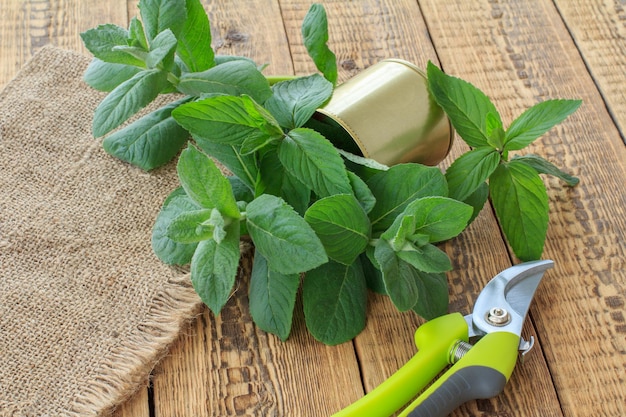 Potatore e ramo di menta tagliato su tela di sacco e vecchie tavole di legno Attrezzi e attrezzature da giardino