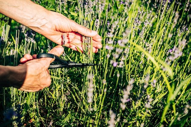 Potatura a base di erbe con cesoie closeup vecchio giardiniere maschio taglio a mano fiori selvatici sul prato campo la