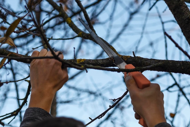 Potatura degli alberi in giardino con una sega a mano L'uomo taglia un ramo di un albero